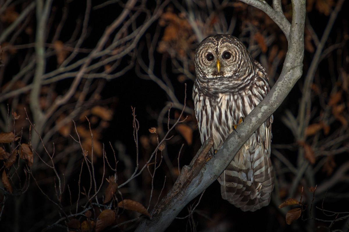 Owl Prowl at the Annett Nature Center