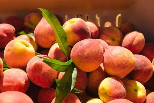 Georgia Peaches Sales Event - Lakeland, FL