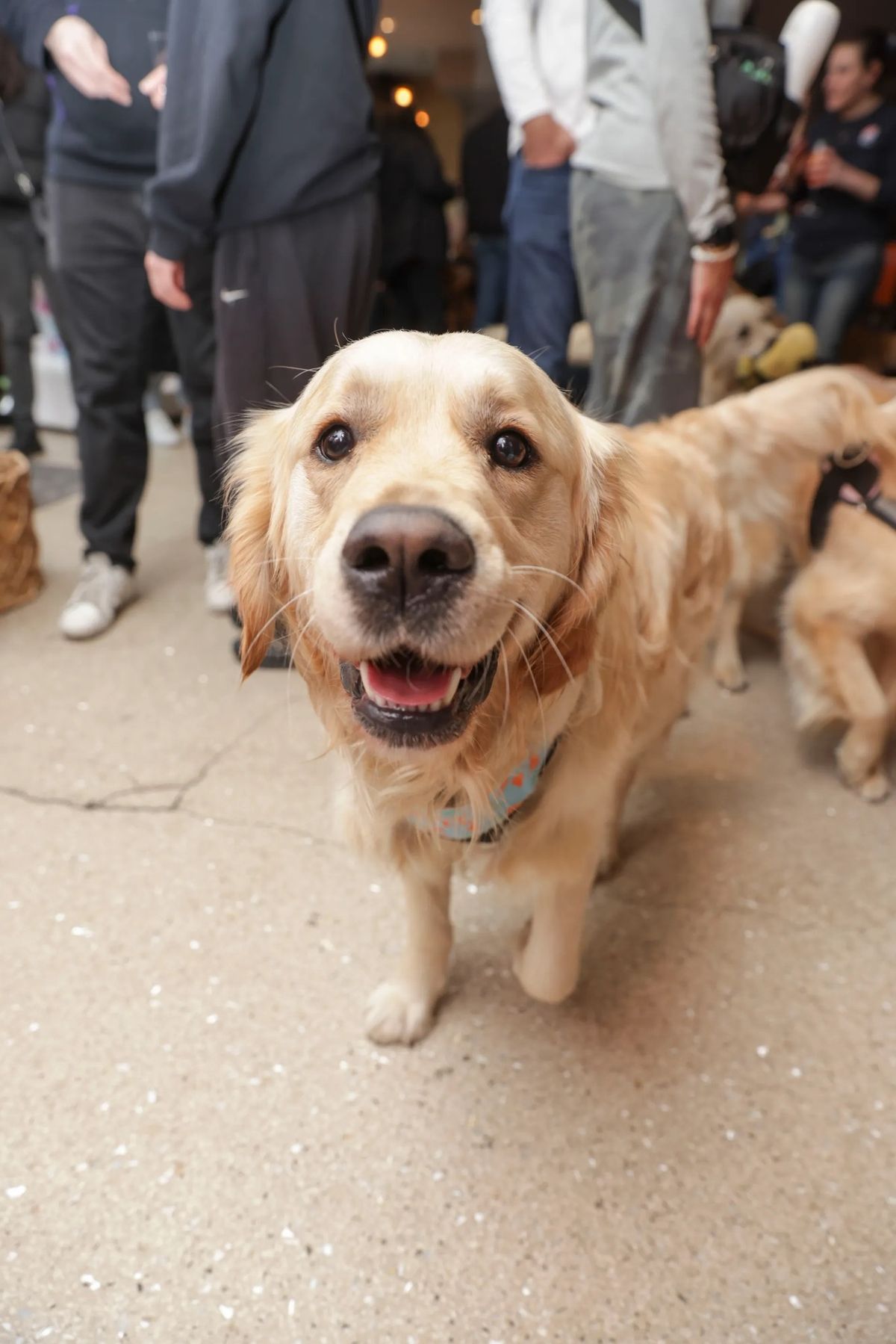 GOLDEN RETRIEVER CAFE\u2122 NEWCASTLE