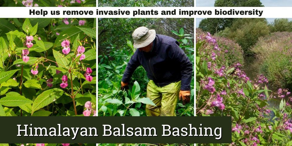 Balsam Bash on the Bear Brook: Invasive Species Removal