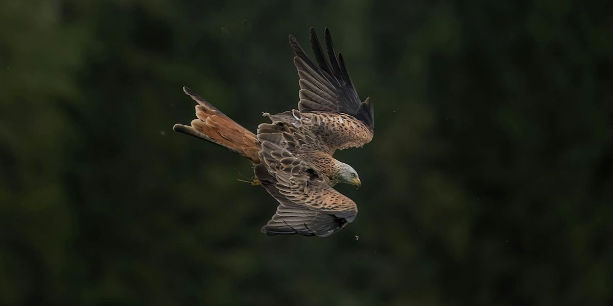 Red Kite and Red Squirrel Wildlife Photography Workshop