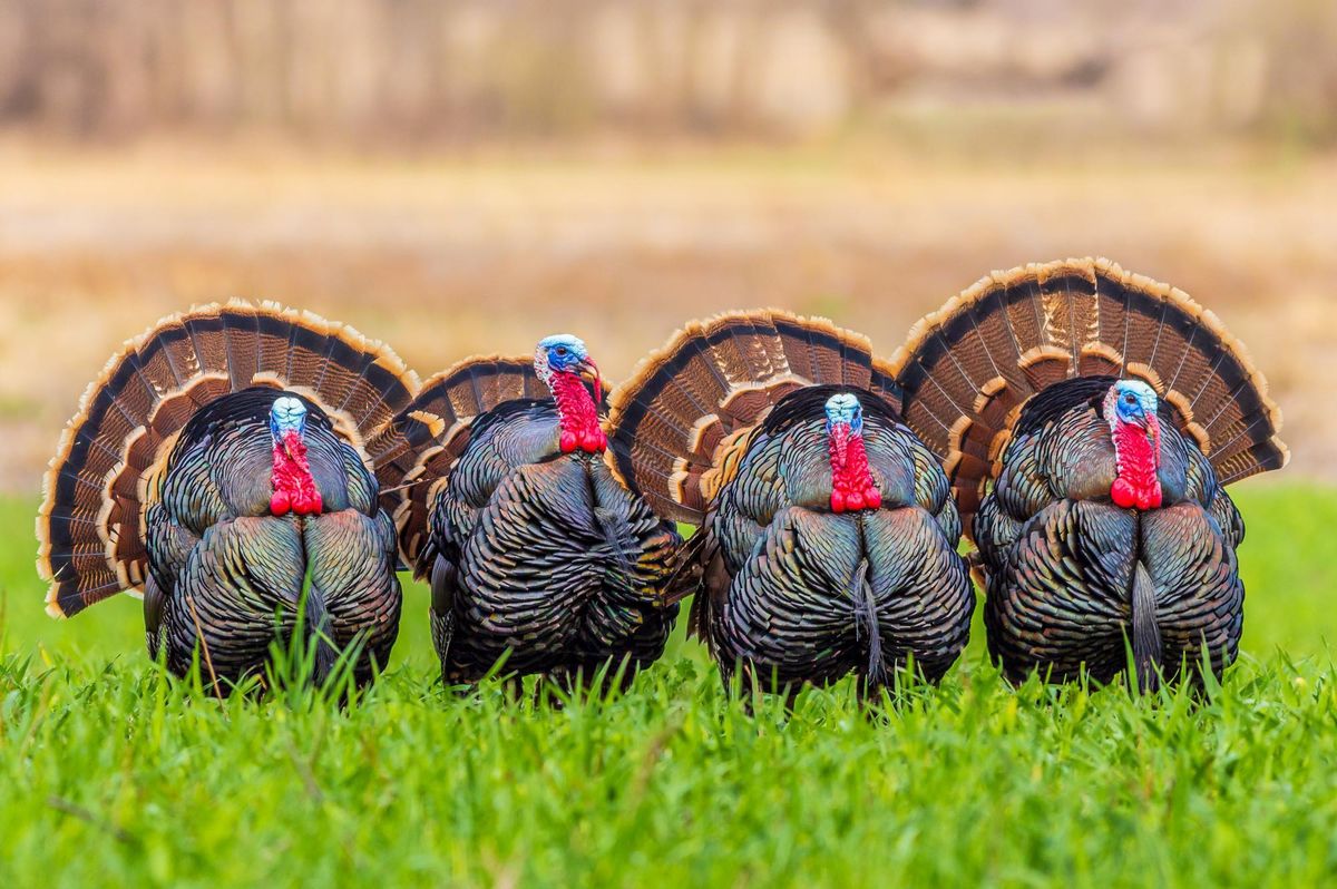 Grand Lake Long Beards Hunting Heritage Banquet 