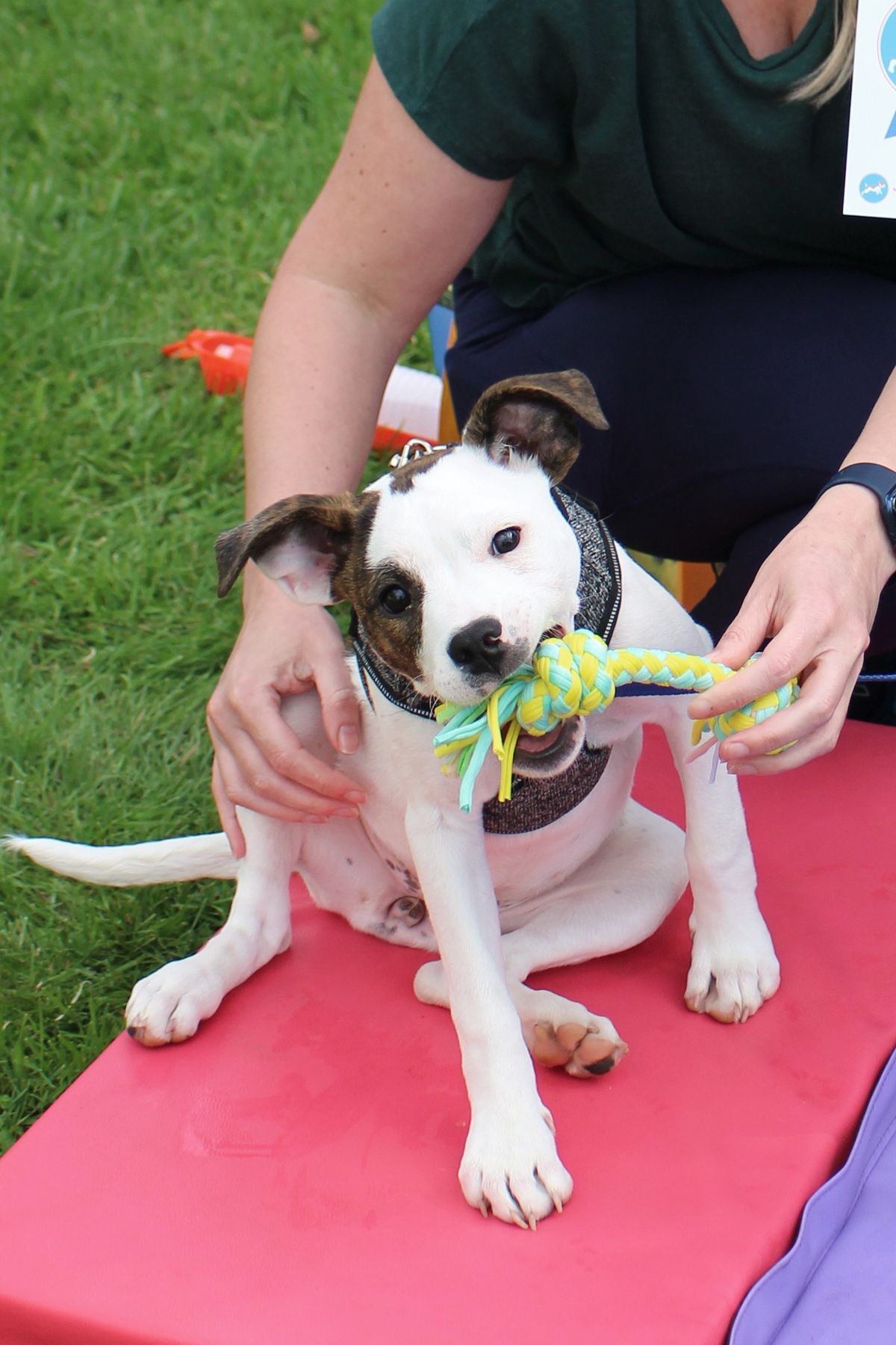 Creating Confidence in Dogs - A Presentation on Building Resilience