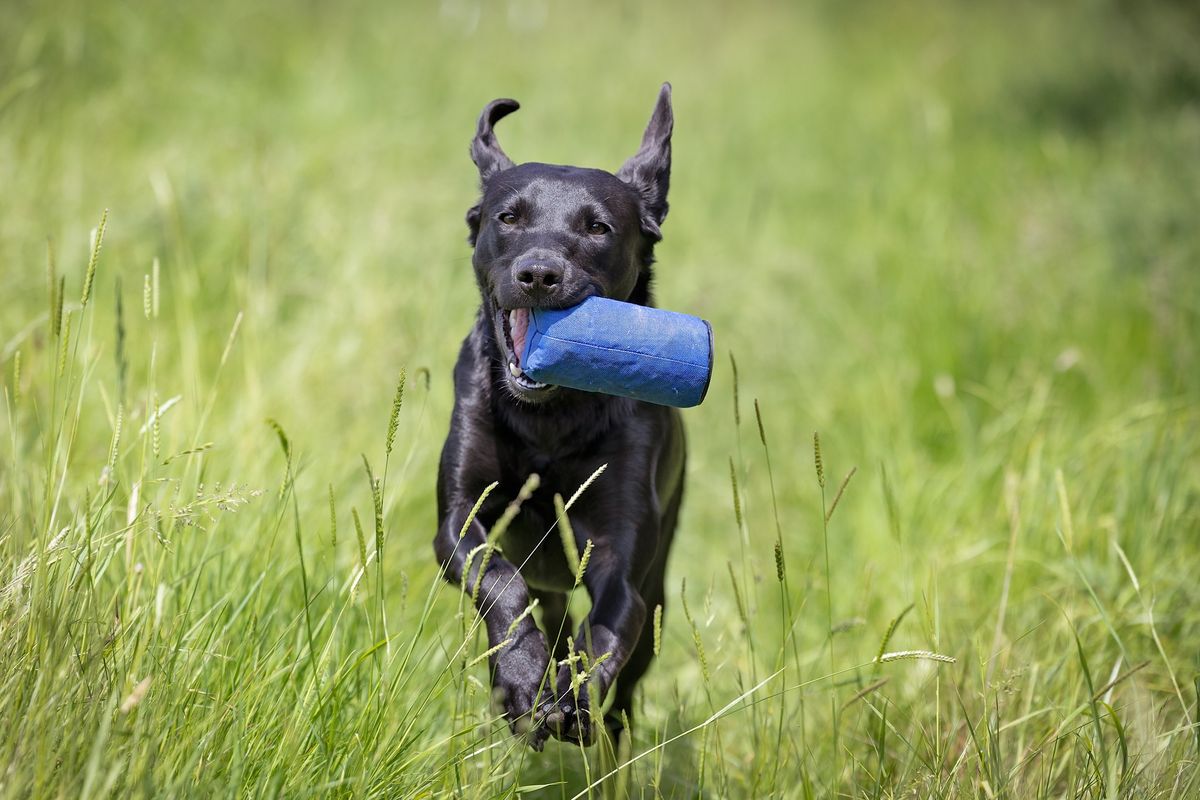 Beginner's Fun Training Course for Pet Gun Dogs