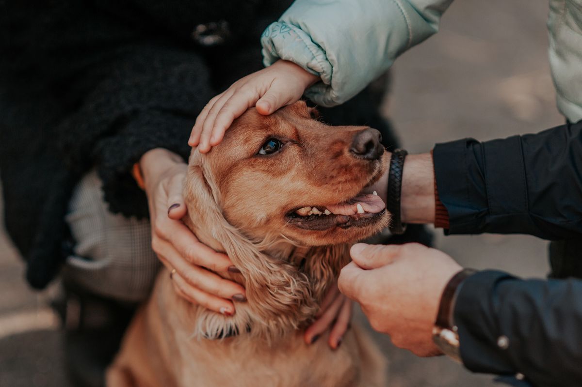 'Meet the Dogs' at the RRV Home & Garden Show