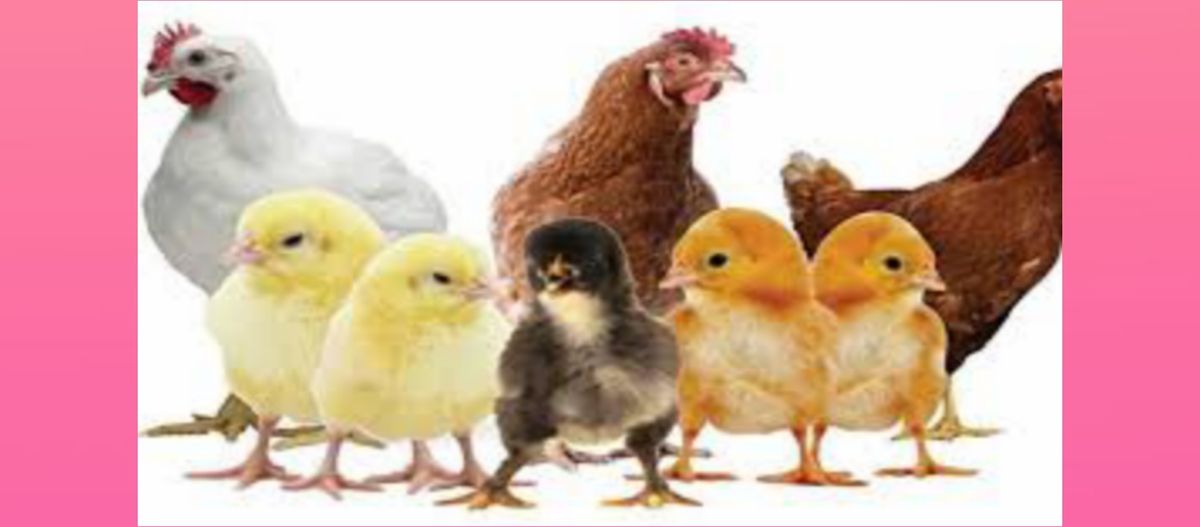 West Bengal Poultry Rate