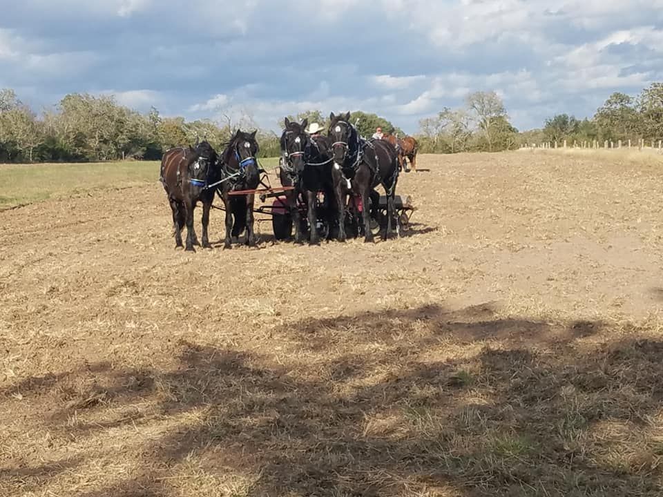 TDHMA Field Day \/ Trail Ride