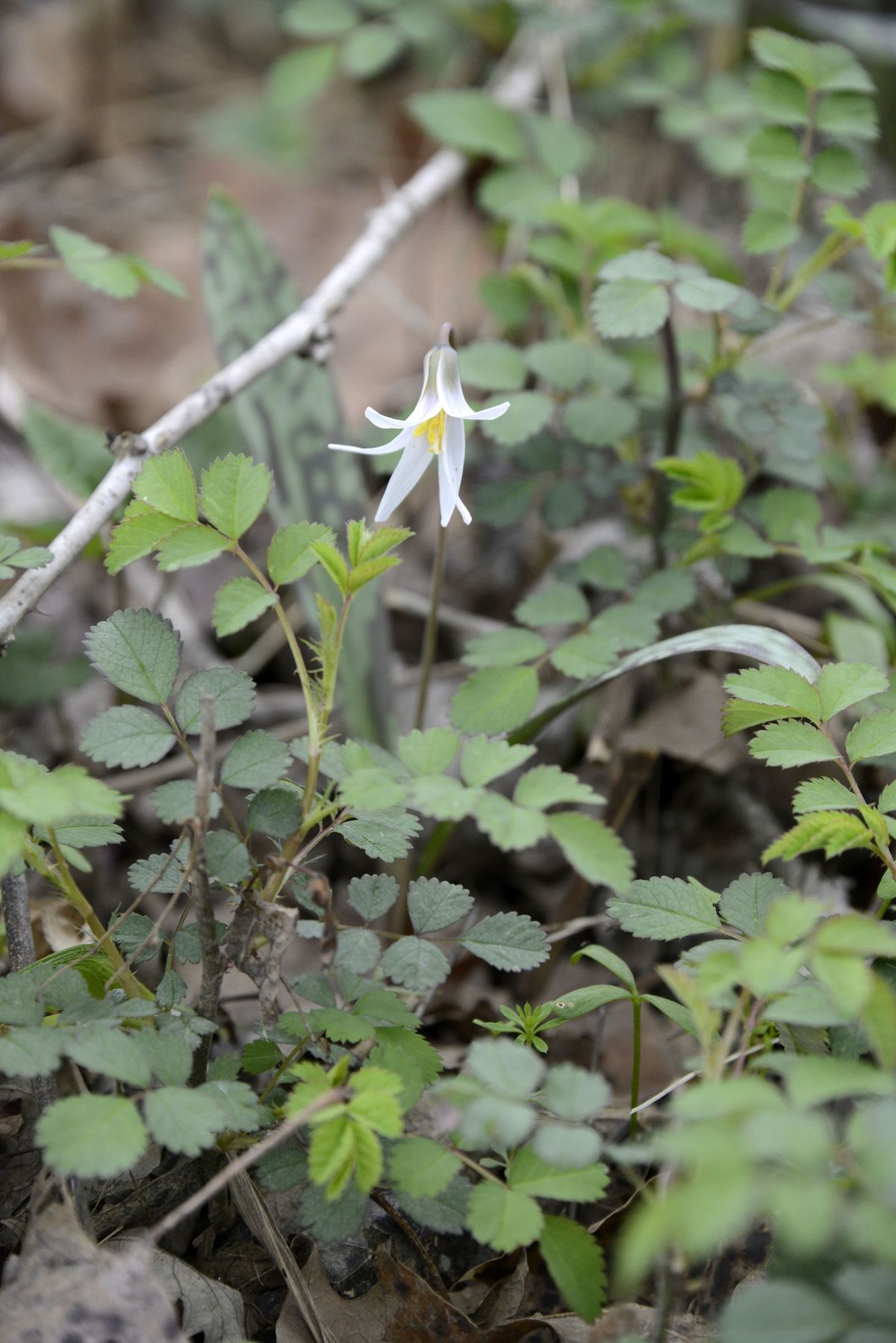 Virtual Workshop: Wildflower Botany for Beginners