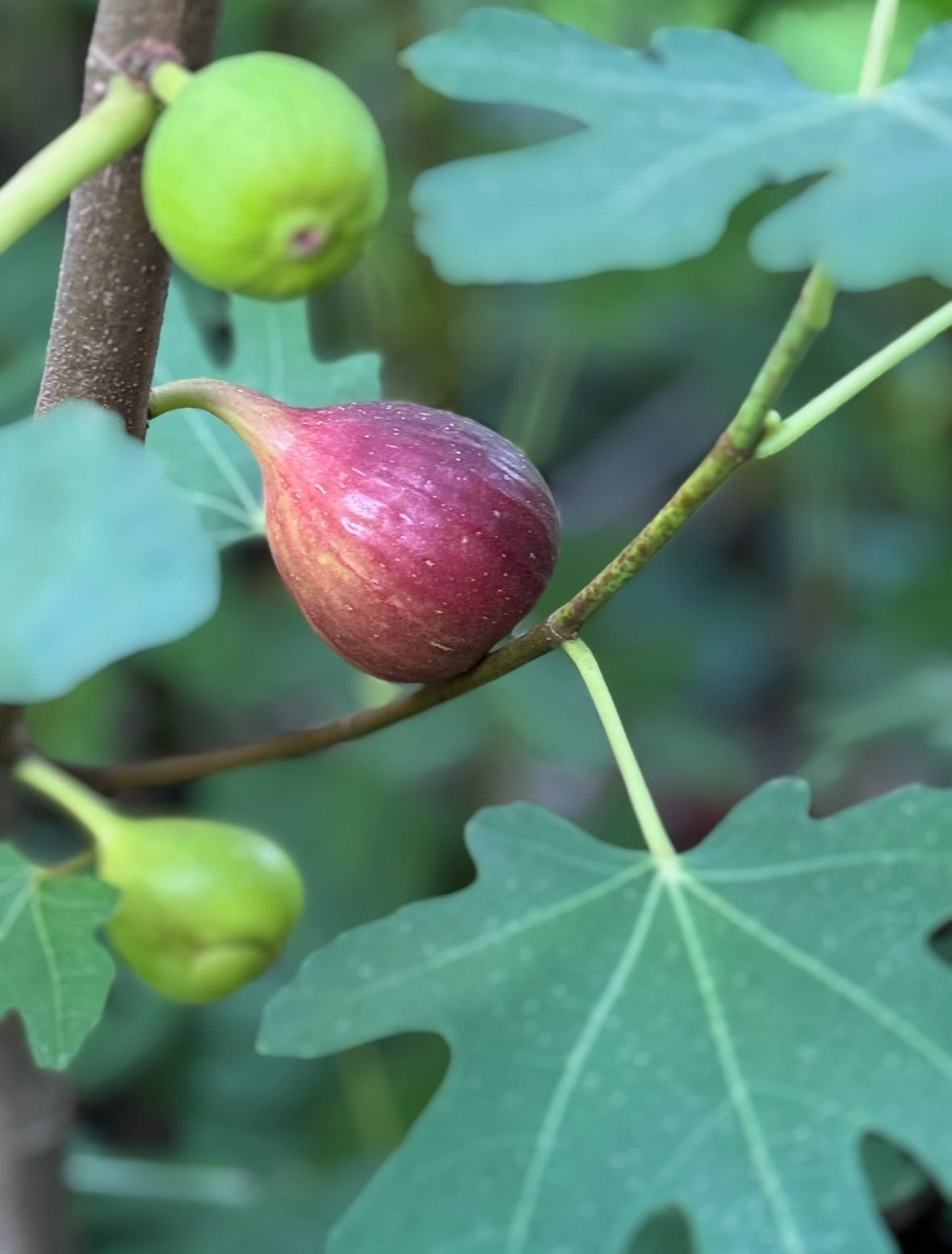 You Pick Figs