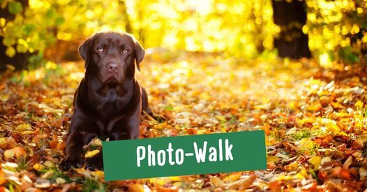Herbst-Fotoshooting mit deinem Hund und bunten Bl\u00e4ttern