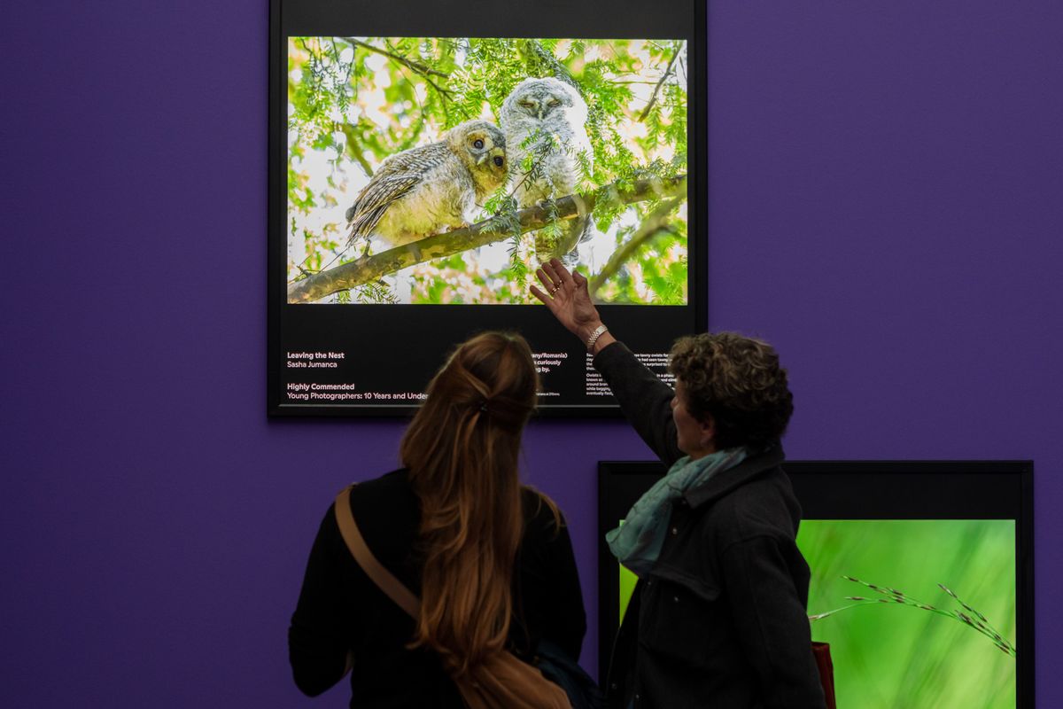 Sunday Guided Tour in English: Wildlife Photographer of the Year