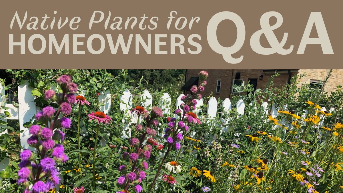 Native Plants for Homeowners Q&A