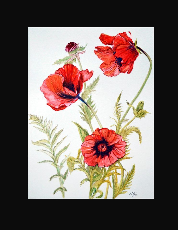 Watercolour Art Class Poppies