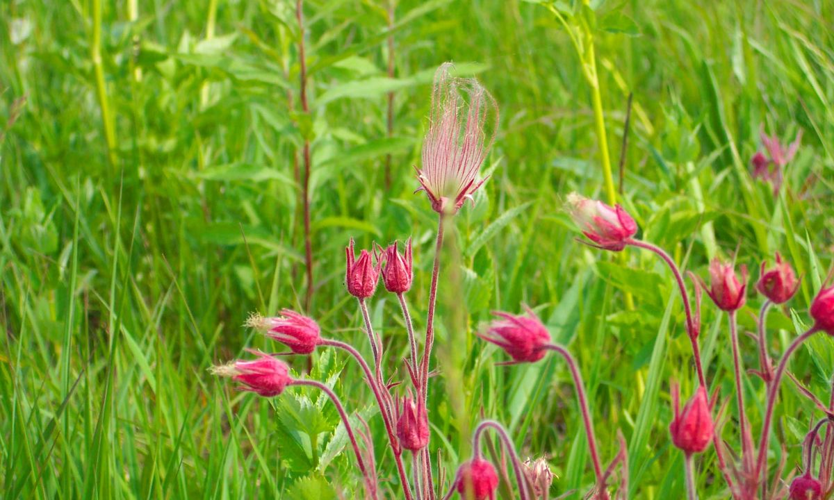 Starting Native Plants from Seed