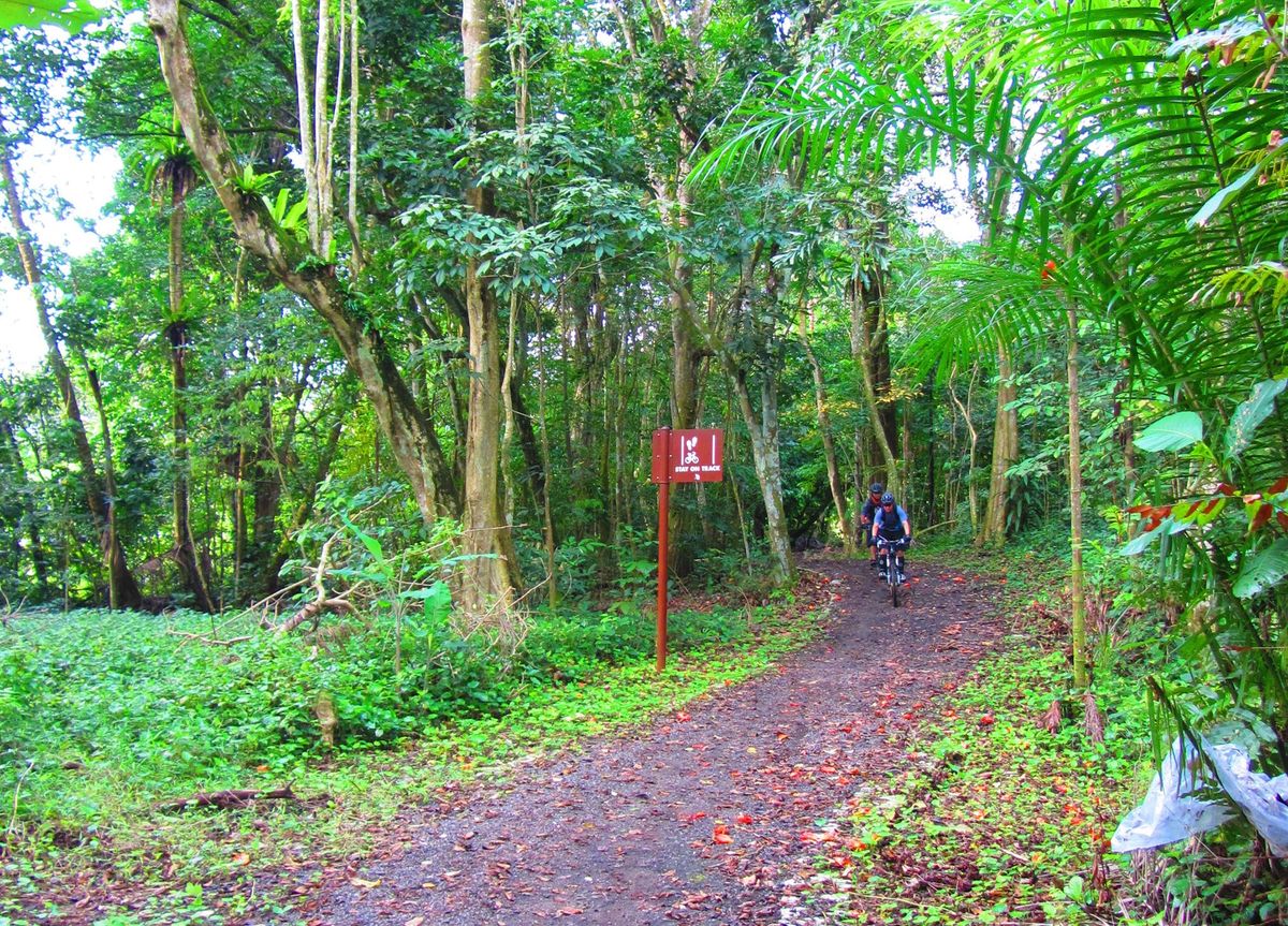 Sunday Hike - Central Catchment Park Connector