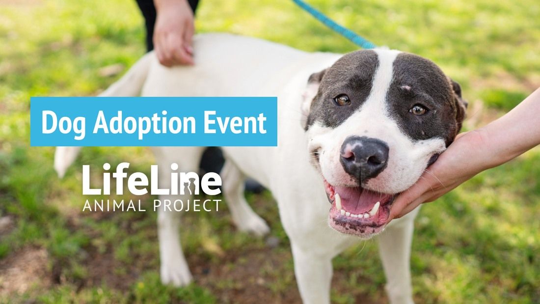 2024 Litner + Deganian Fall Family Fun Fest Dog Adoption Event