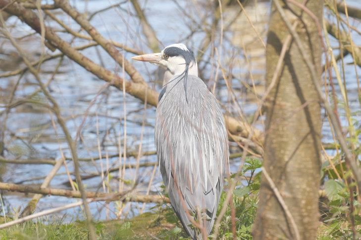 Bird Walk in Big Wood