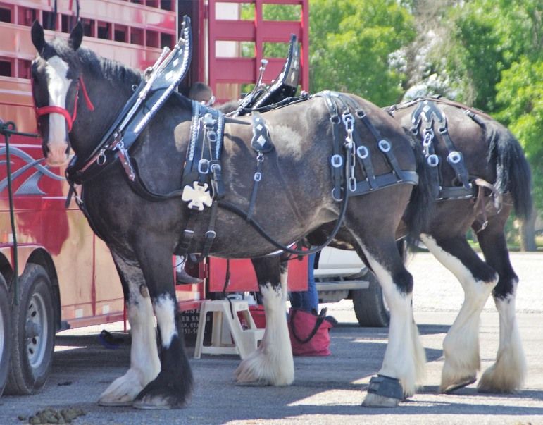 Box Elder County Fair Draft Horse Show