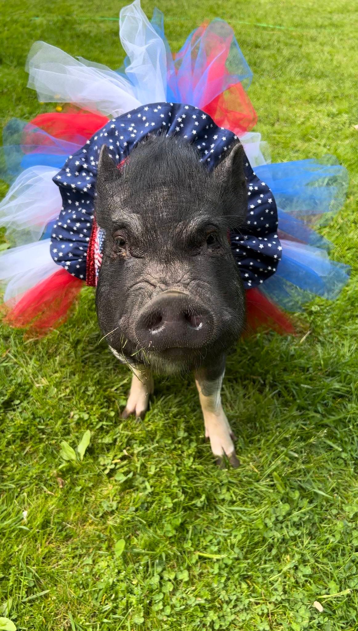 Patriotic Piggy Library Visit