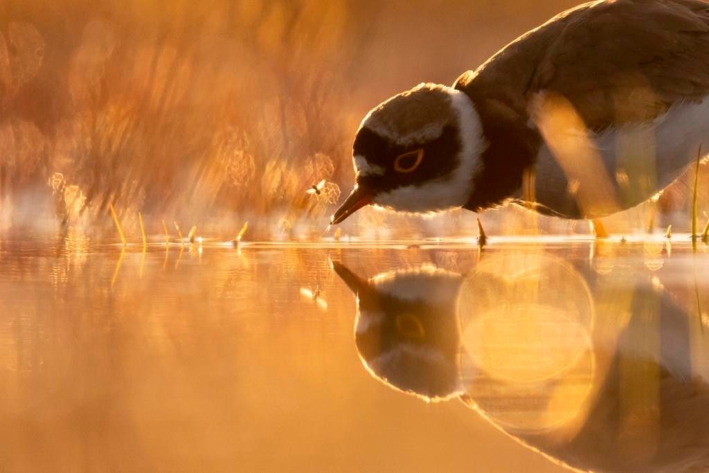 La faune en Belgique, sous l\u2019\u0153il du photographe par Michel d'Oultremont