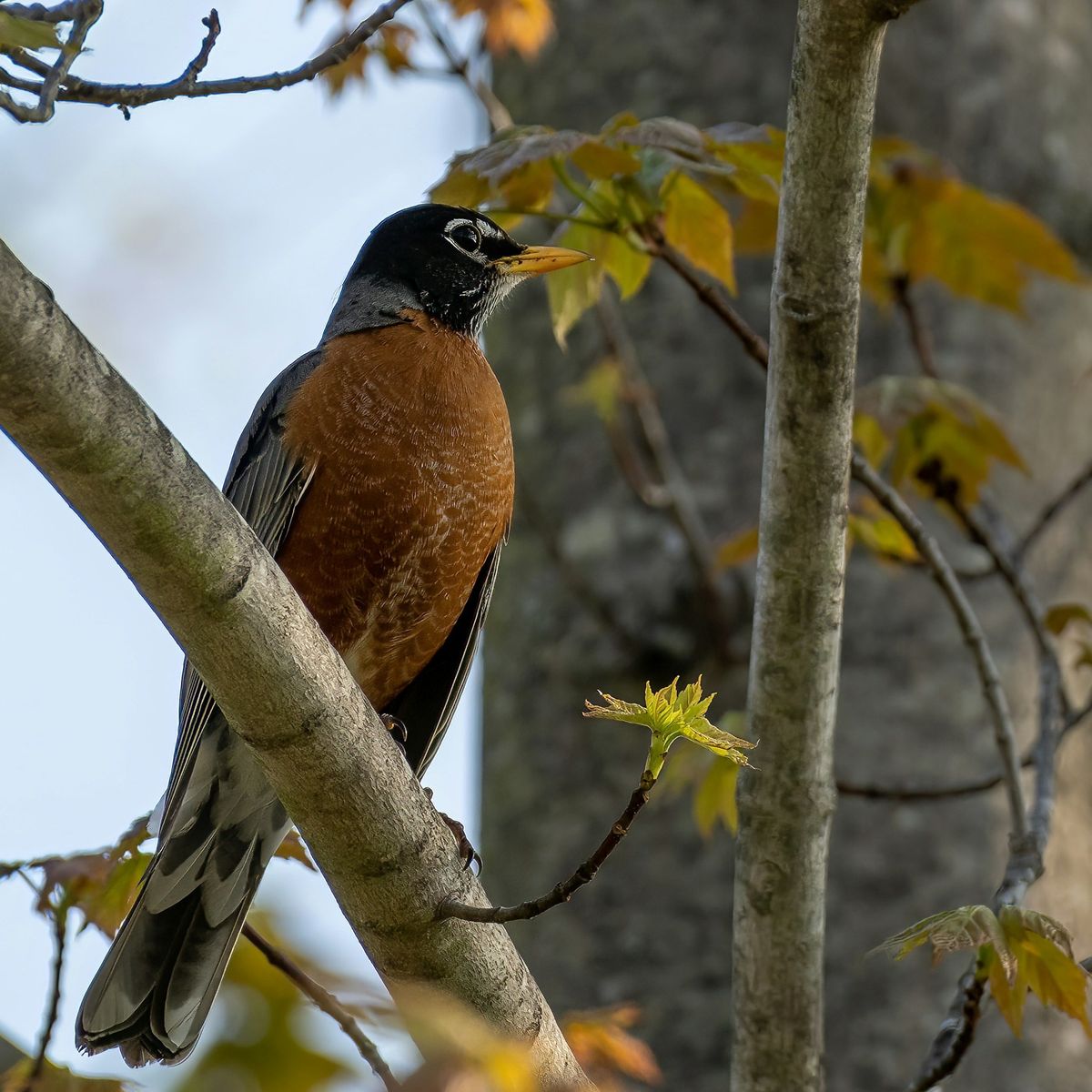 Intro to Bird Language 