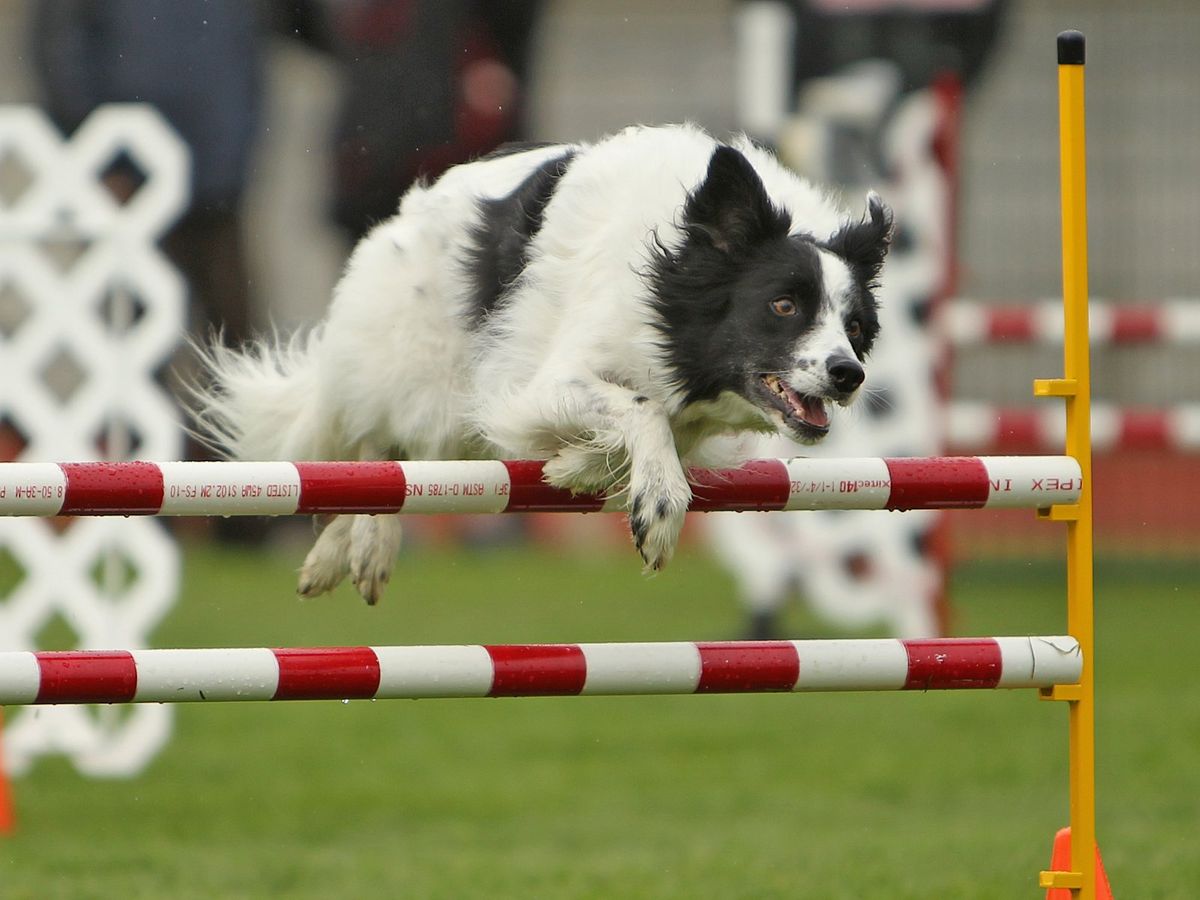 Langley Introductory Dog Agility 