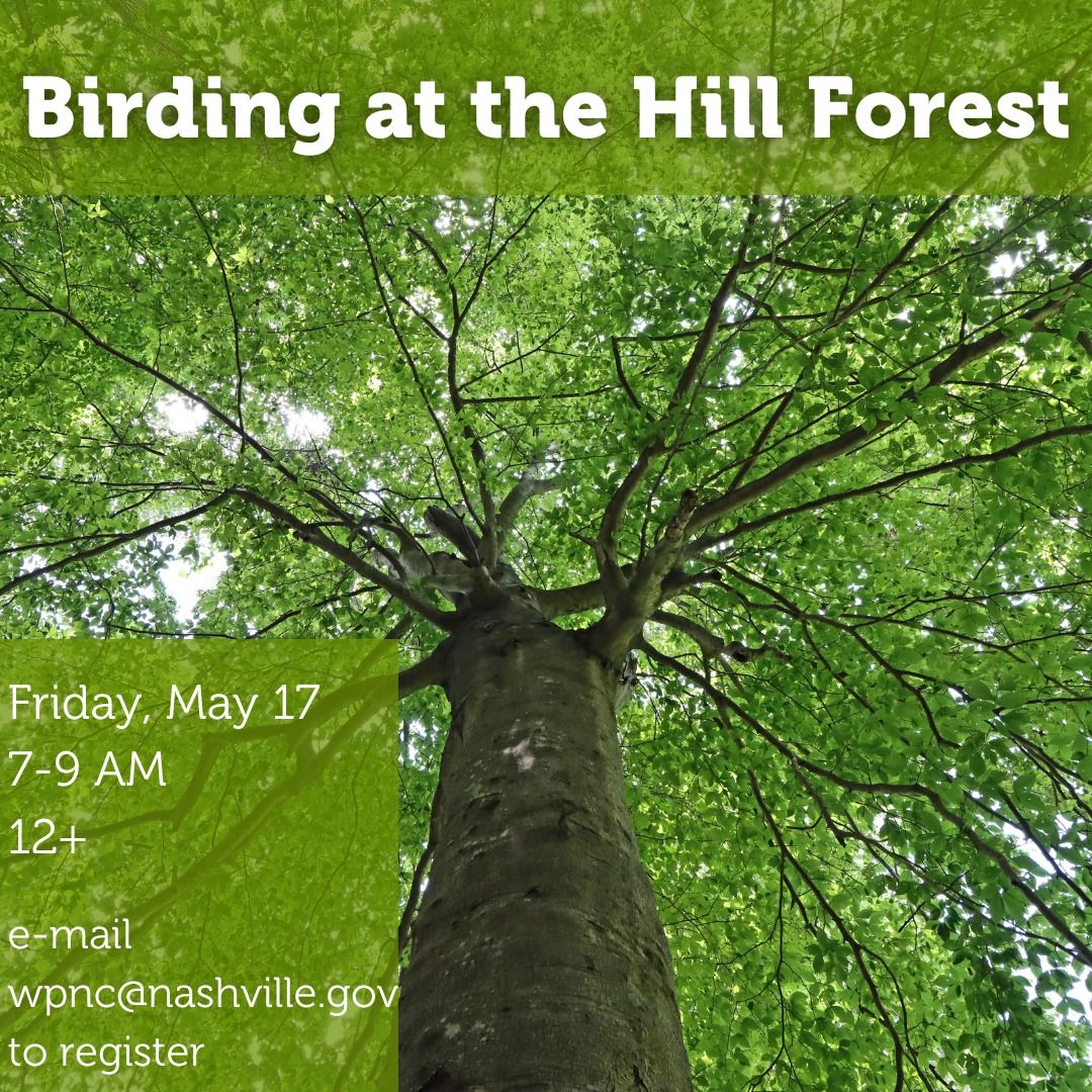 Birding at the Hill Forest