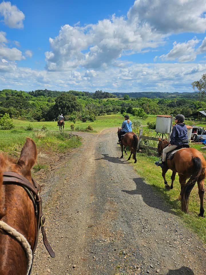 Half-Day Hinterland Forest Ride