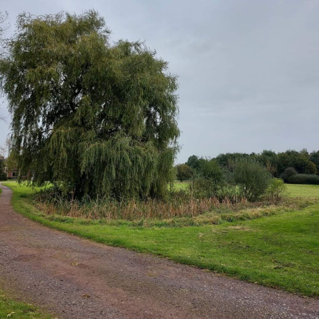 Pond Maintenance - Ponds on The Green (Volunteer Activity)