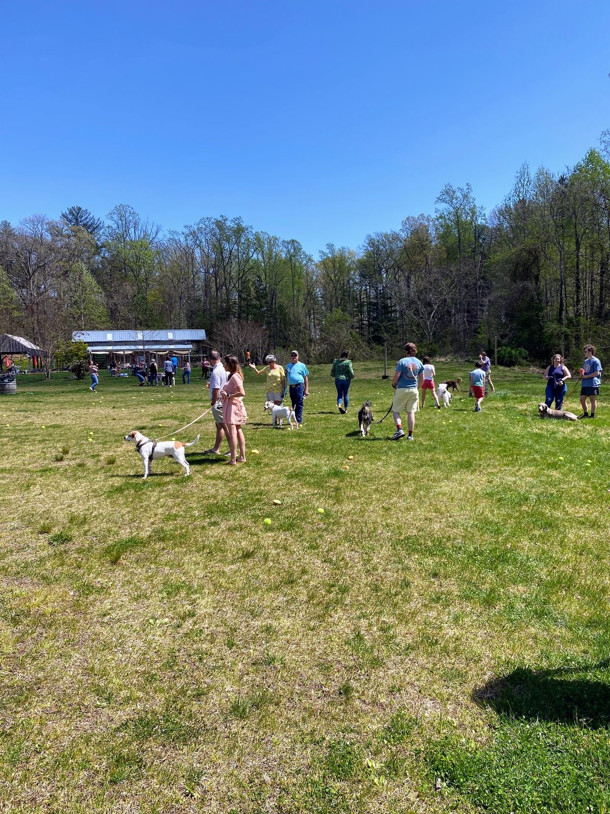 Dog Easter Hunt