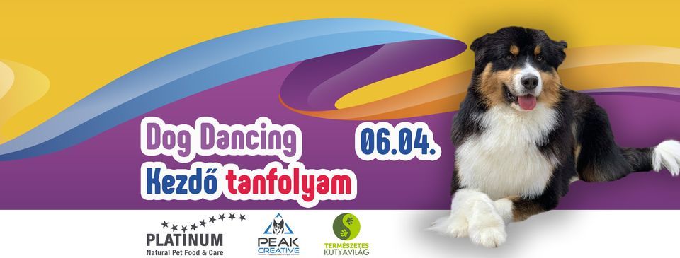 Dog Dancing Kezd\u0151 Tanfolyam