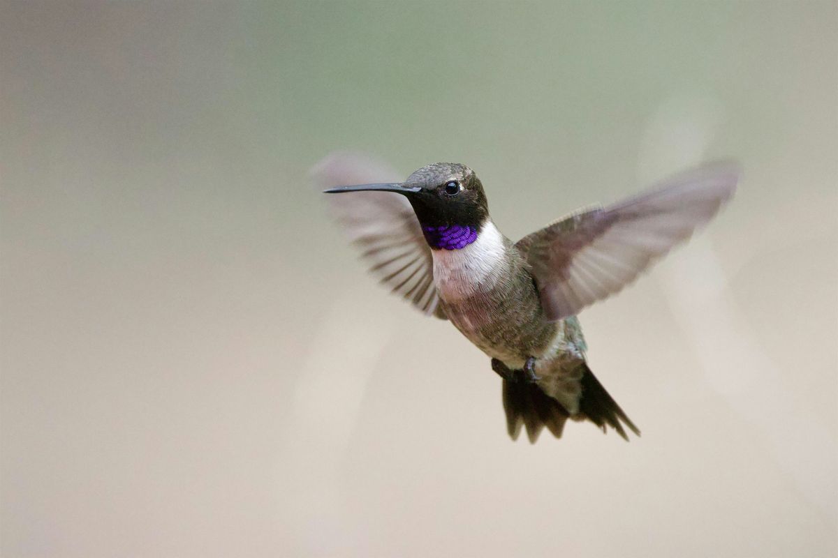 Springtime Birding at DeForest Park with Feminist Bird Club LA