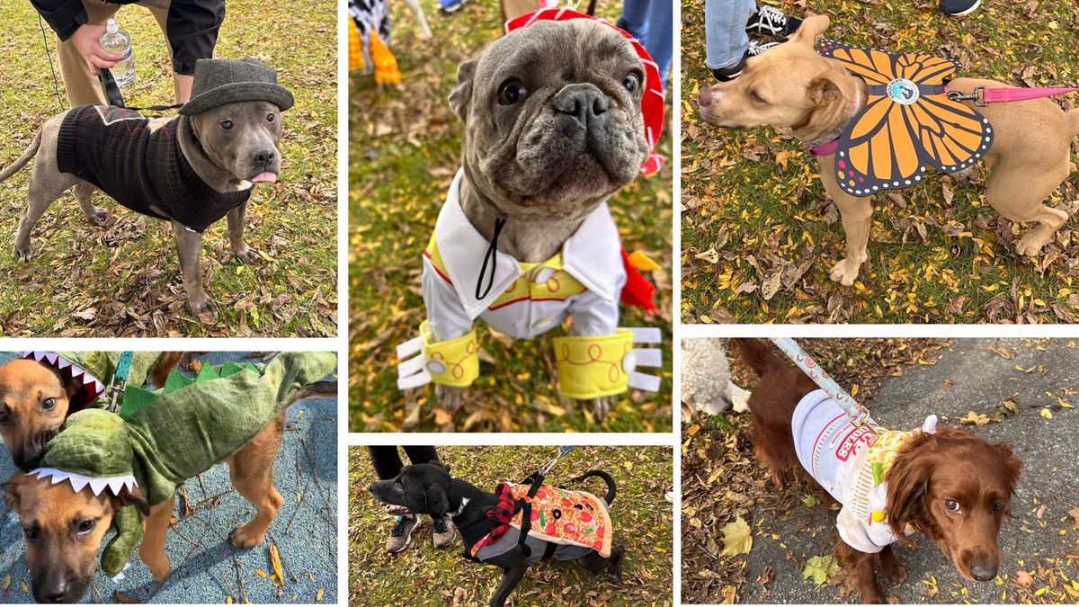 Happy Howl-O-Ween! West Allis 2nd Annual Canine Trick-or-Treat