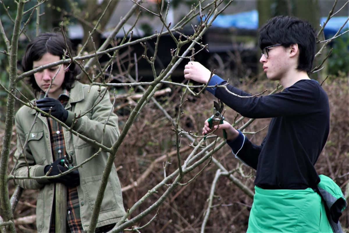 Fruit Tree Pruning with Sam at Hyde Park Community Orchard