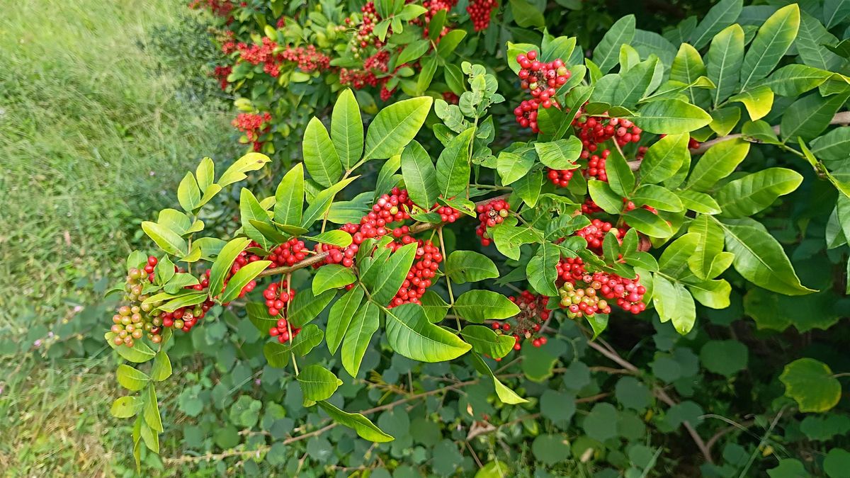 Wild Medicinal Plant Hike: Brazilian Peppertree & Fall Edibles (Dec. 6)