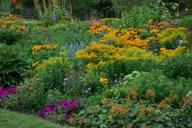 Staudekurs - L\u00e6r \u00e5 planlegge og lage ditt eget staudebed som blomstrer hele sesongen