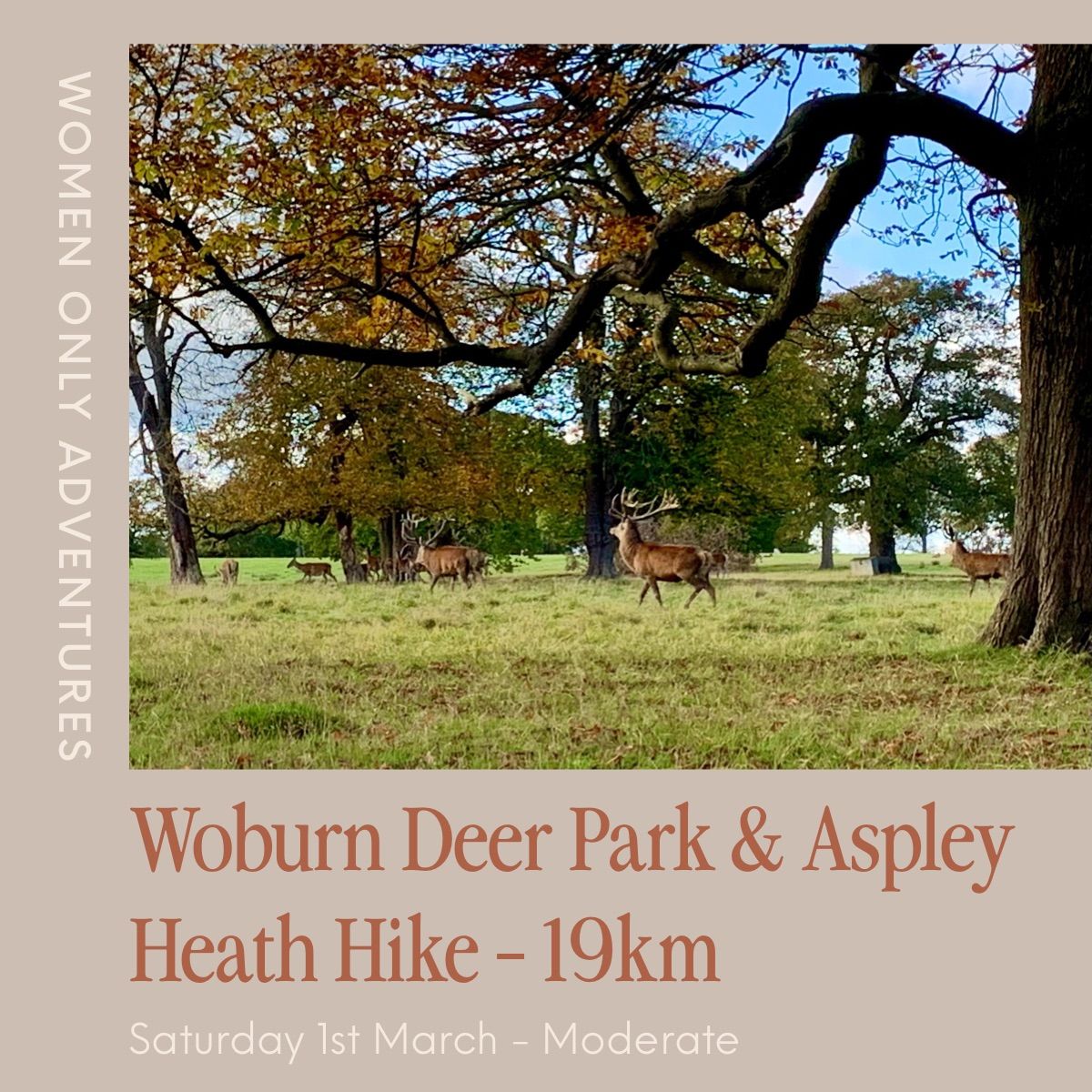 Woburn Deer Park & Aspley Heath Guided Hike - 19km (Moderate)