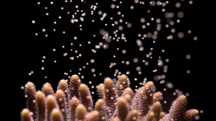 Coral Spawning Liveaboard Expedition