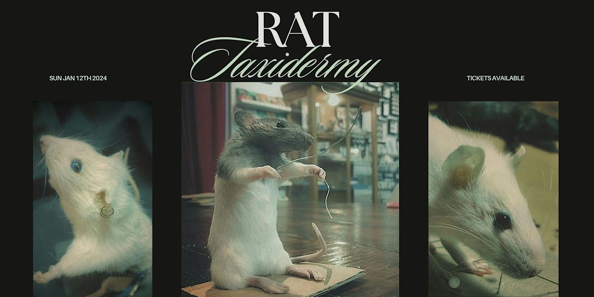 Rat Taxidermy Workshop