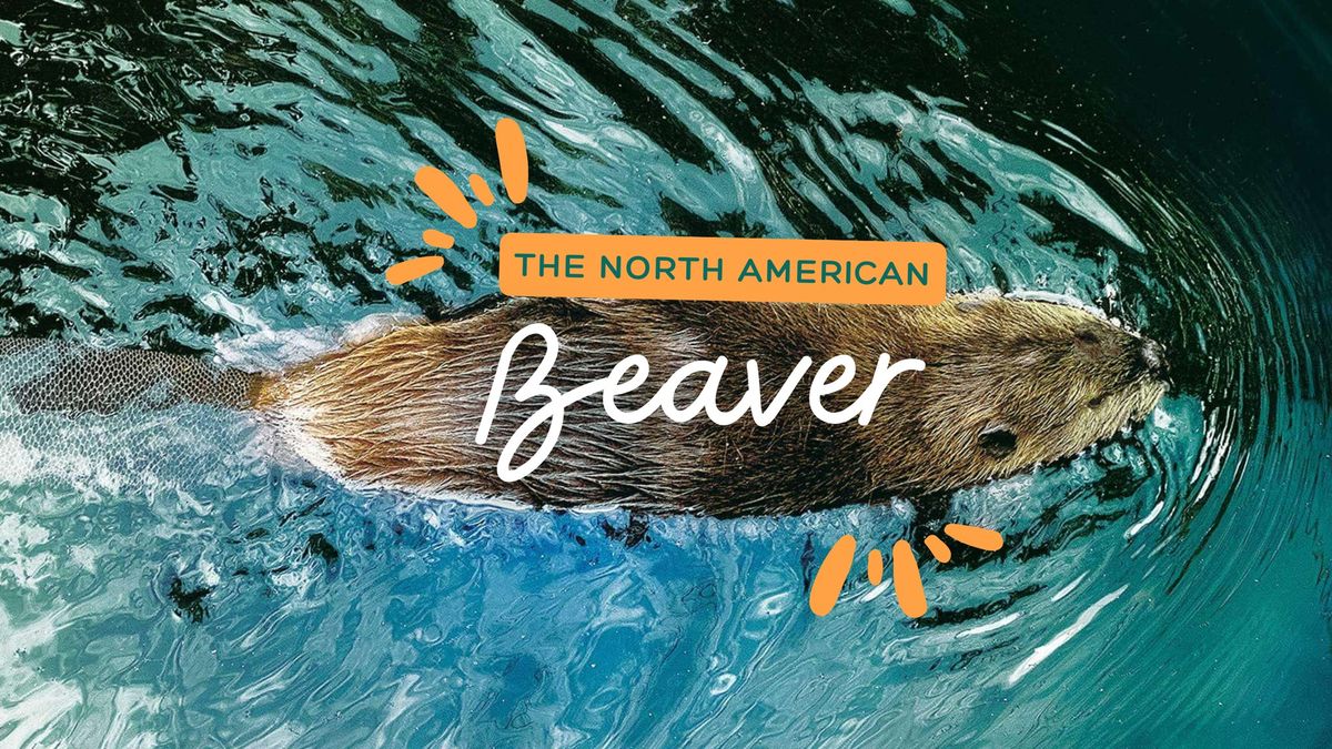 The North American Beaver