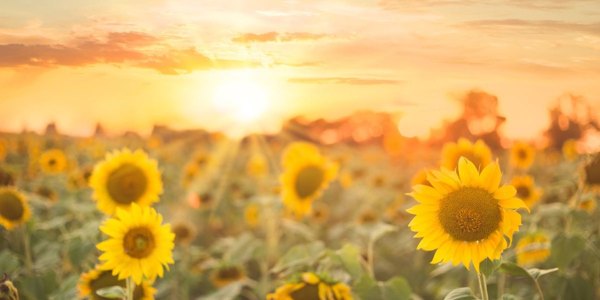 Hiwinui Sunflower Field - Open Days