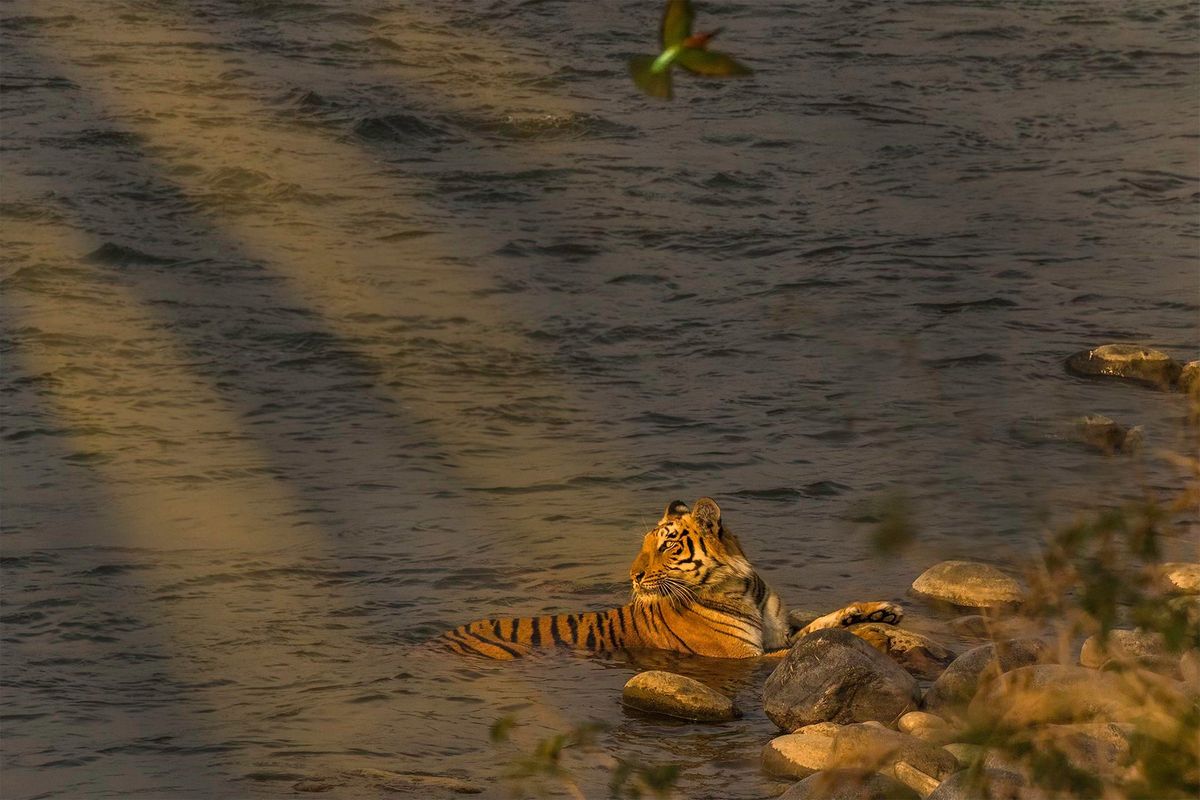 Unforgettable Journey to Corbett National Park