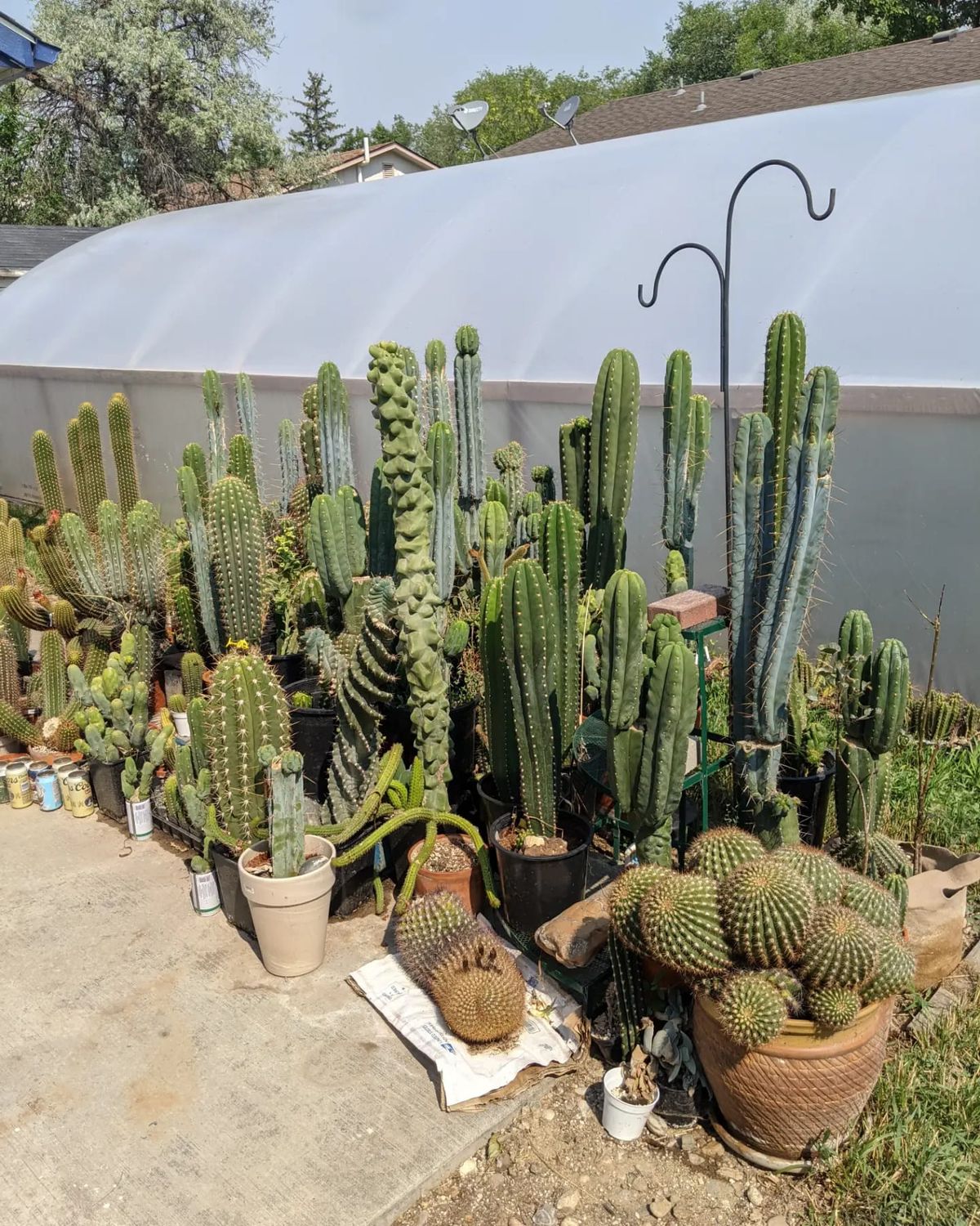 COCAC : Trichocerus Echinopsis cactus sale