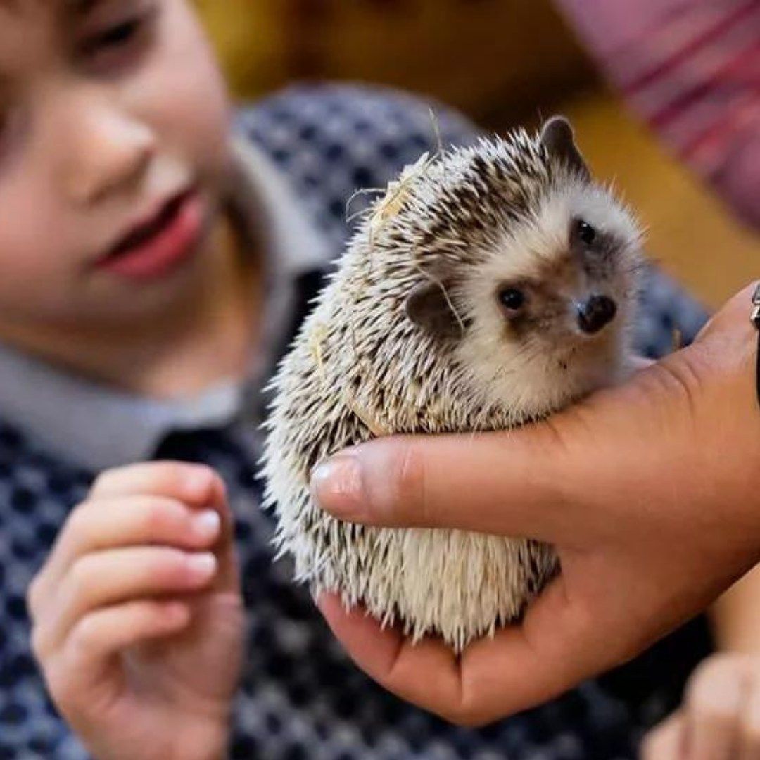 Animal Interaction Workshop for Children with SEND