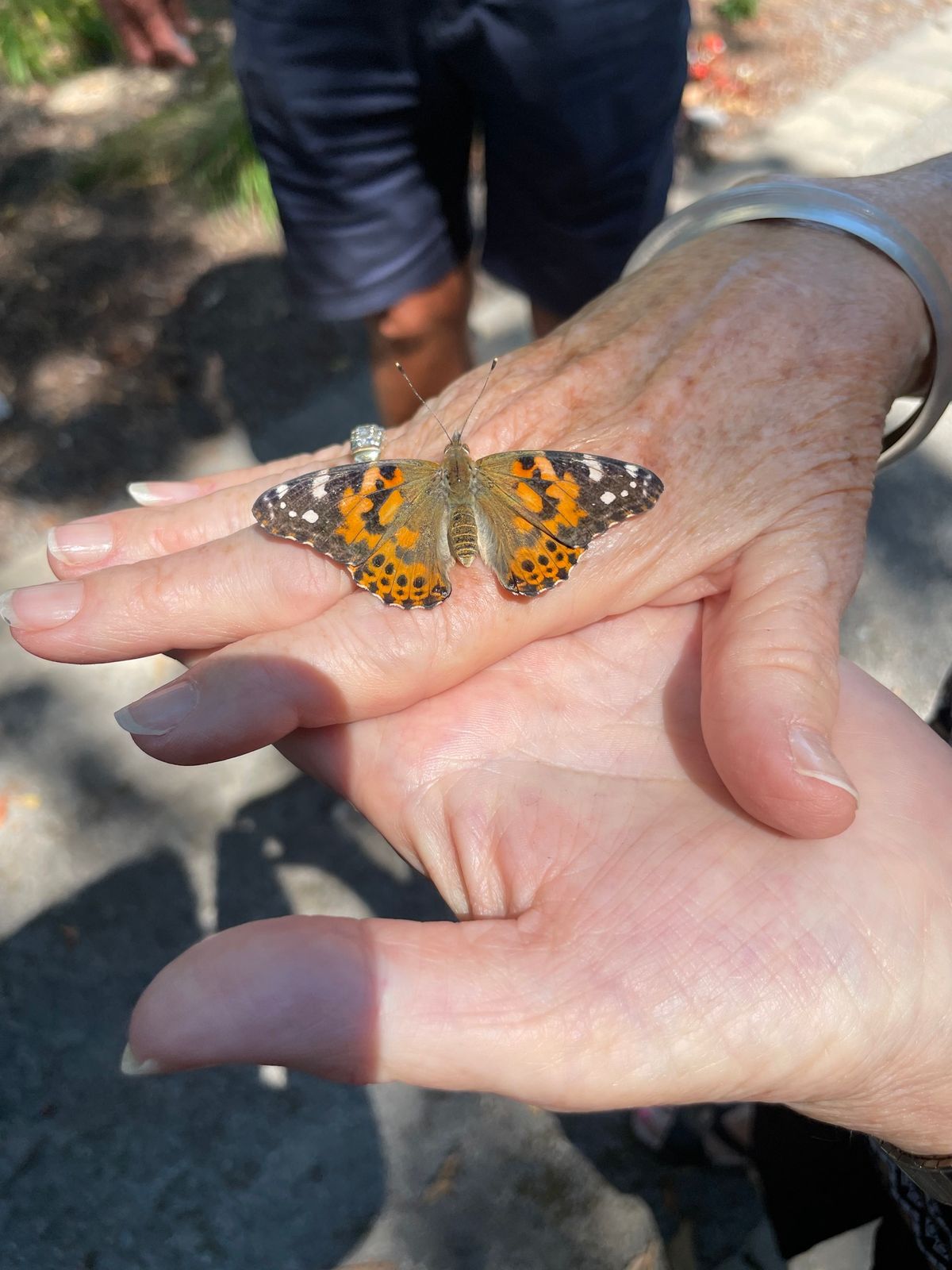 Butterfly Release to honour a special life