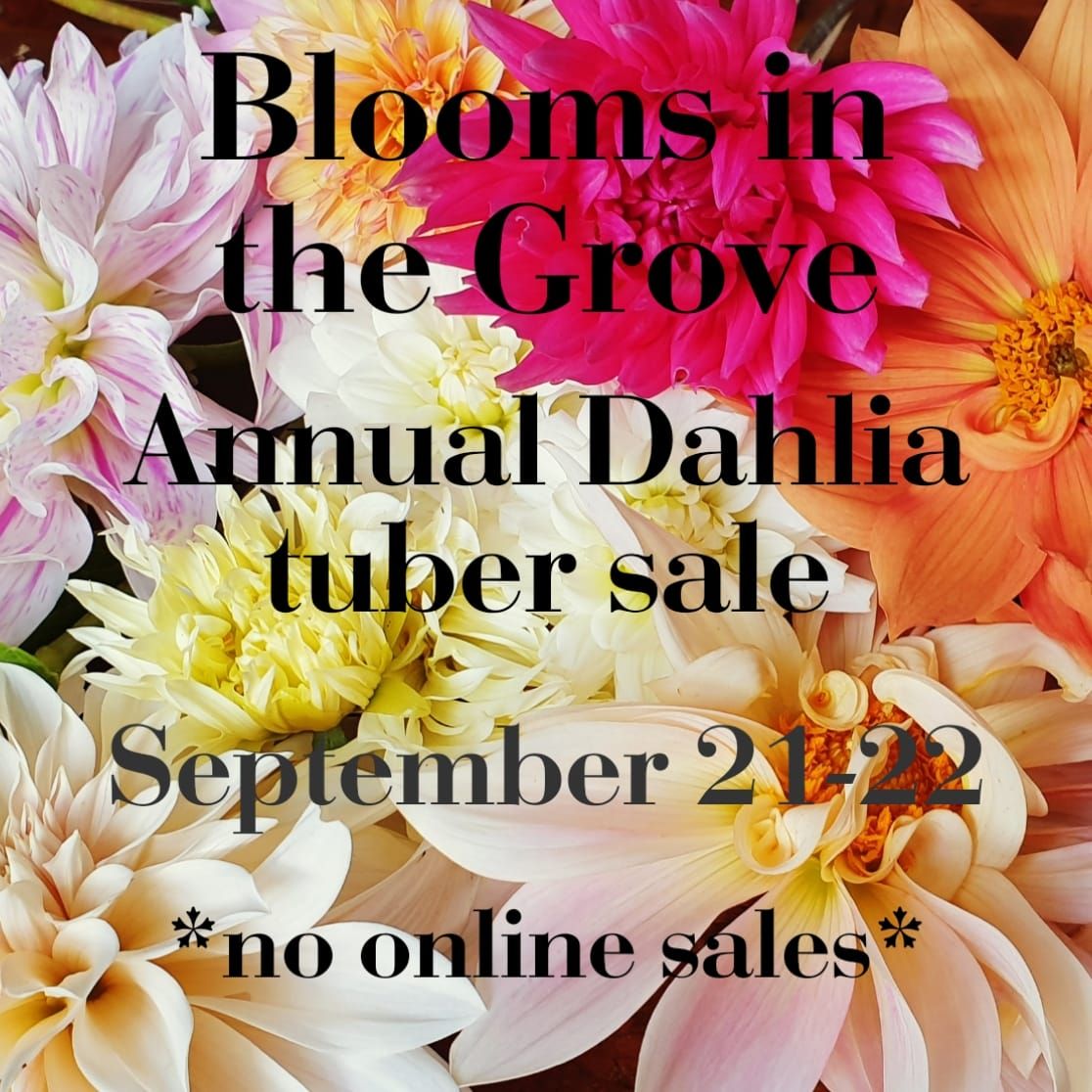 Blooms in the Grove Dahlia Tuber Sale