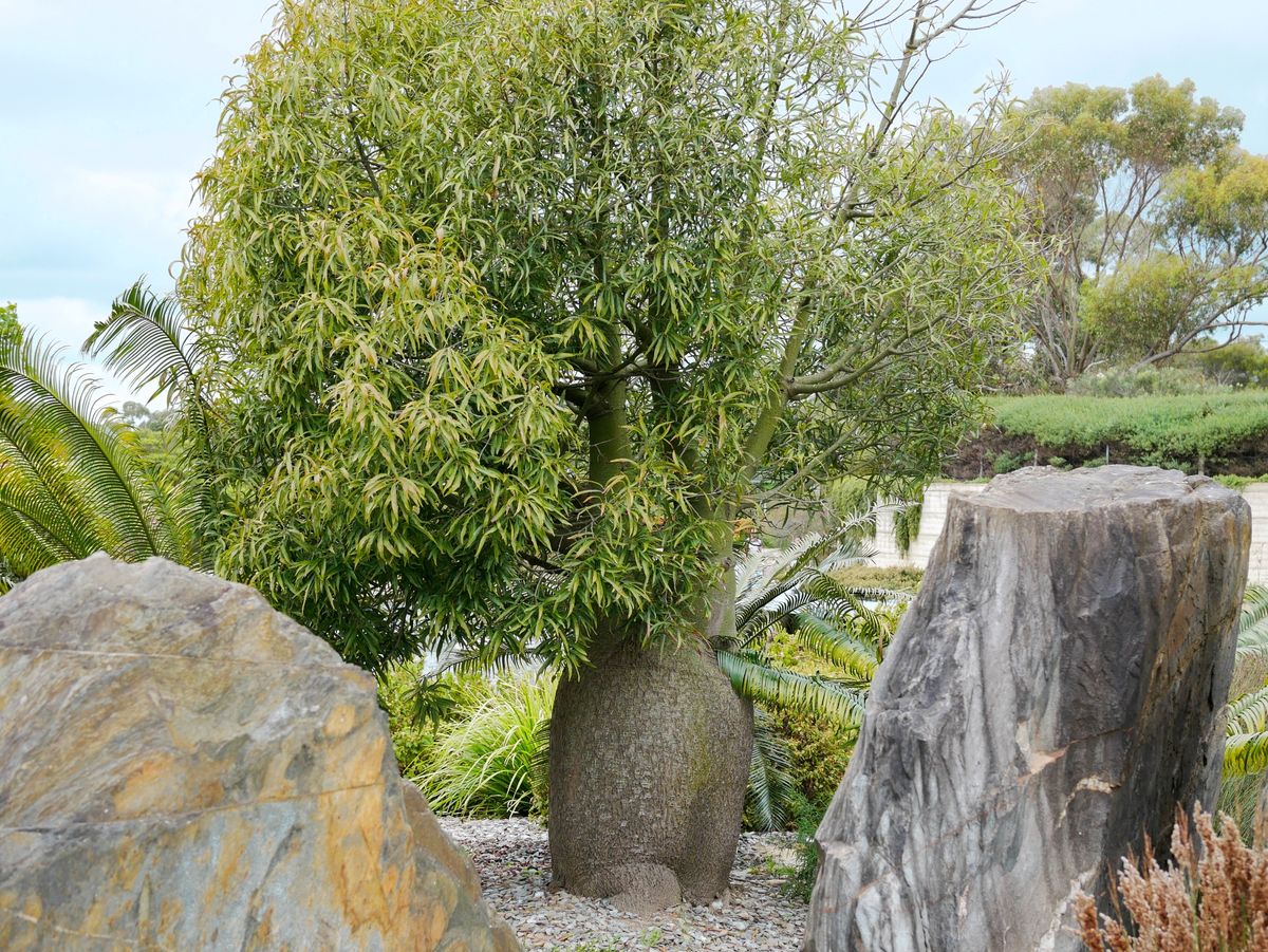 Trees in the Australian Garden