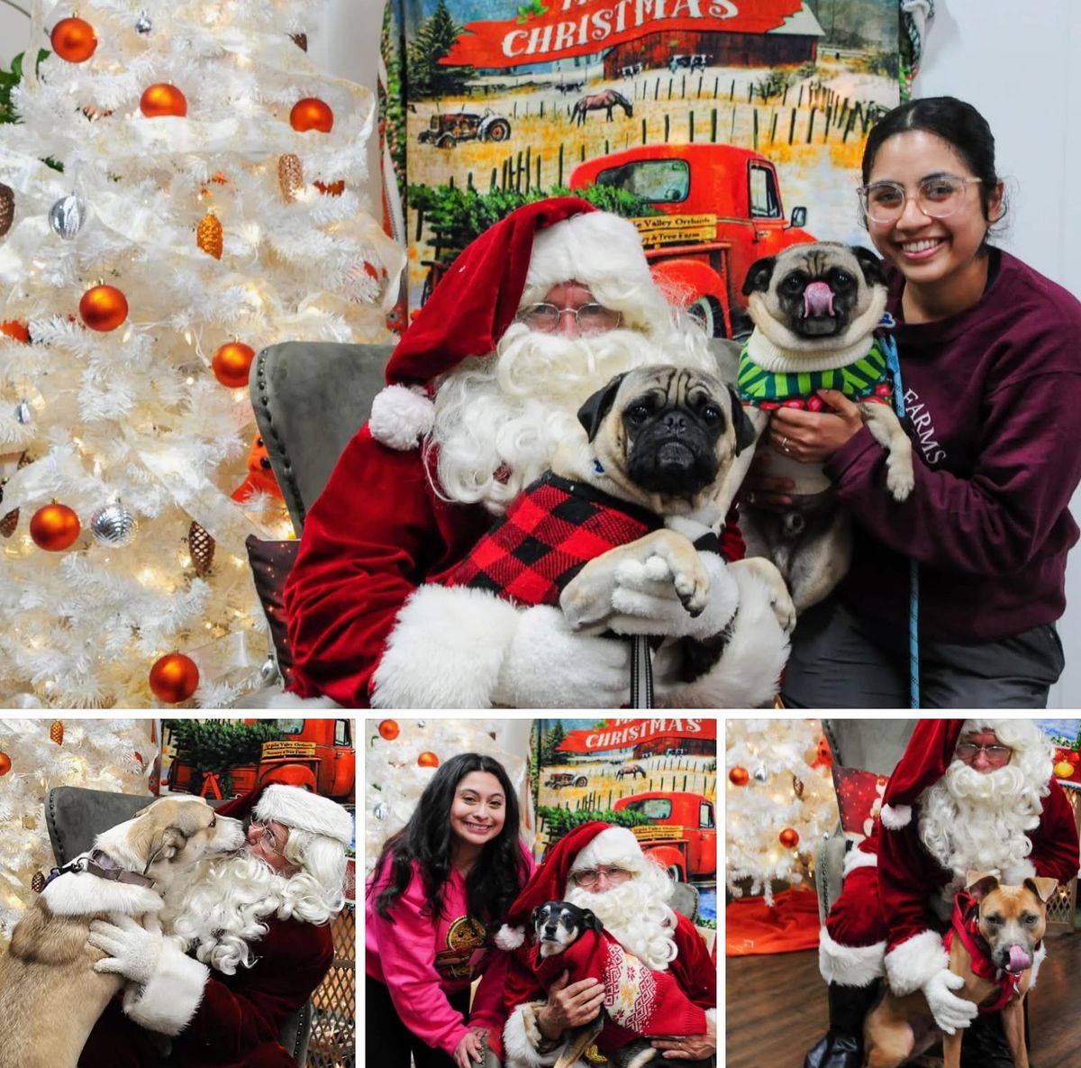 Santa Claus and Paws Pictures