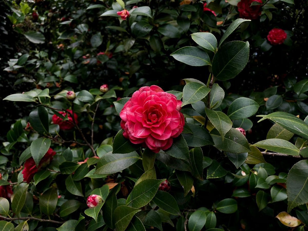 Colorful, Classy Camellias with Wayne Walker