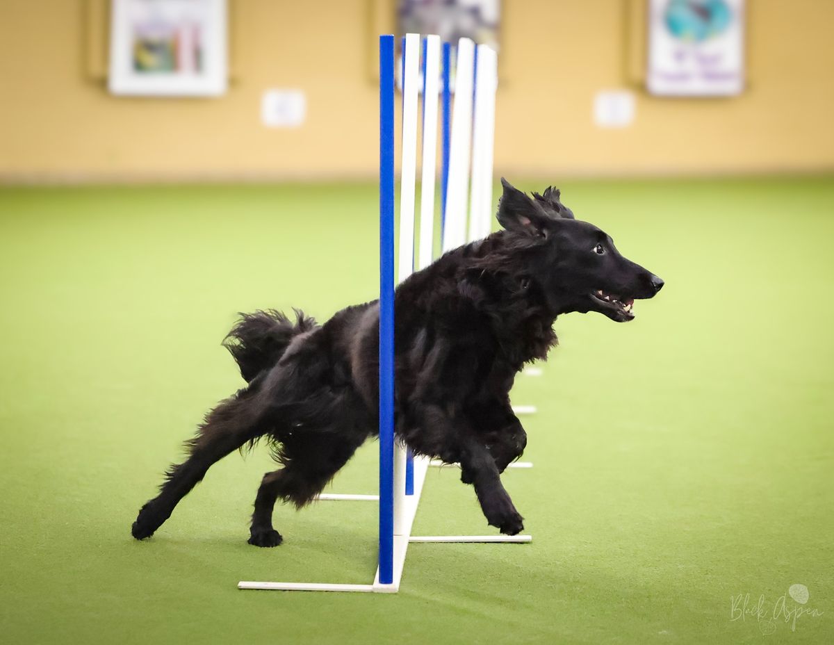 Medina Kennel Club Agility Trial at Pinnacle Dog Sports